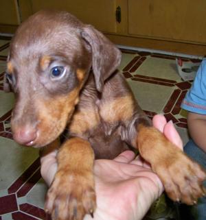 dobermanpuppies